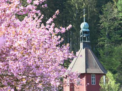 Die Michaelskirche in Friedrichstal inmitten von blühenden Kirschbäumen