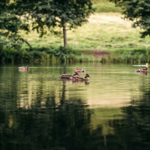 Blick auf die Fischweiher in Friedrichstal und im Tal X