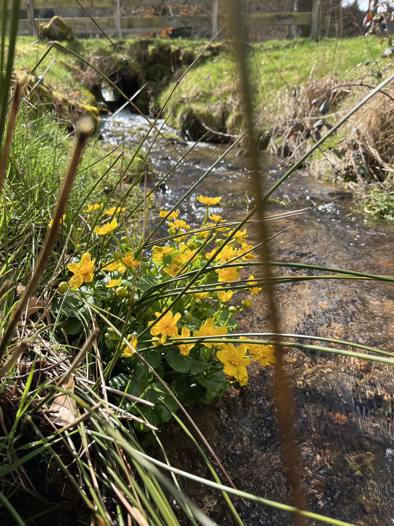 Der Forbach im Tal X: Dotterblumen und Wasser