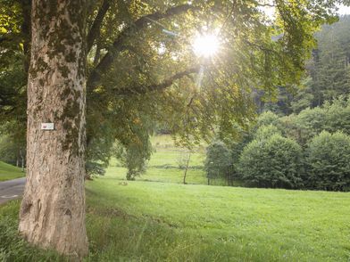 Alte Bäume in Friedrichstal, Sonne und grünes Gras