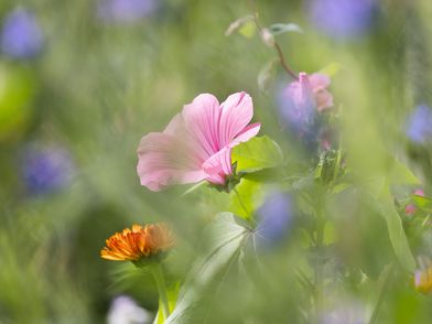 Headerbild Rosa Blume im Blumenbeet