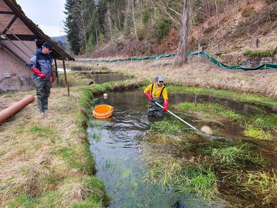 Die Arbeiten an den Fischteichen. Ehe die Bagger anrollten, wurden die Becken noch einmal auf Fische hin abgesucht – mit Erfolg.